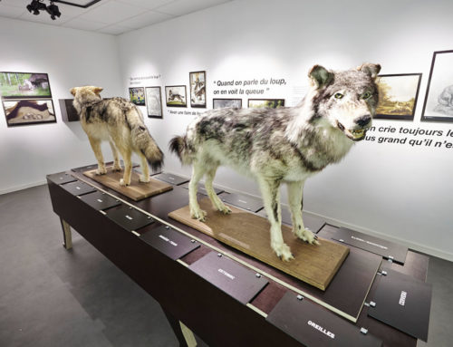 Insolite : visitez le musée du loup